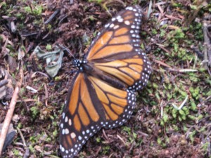 Der Monarch