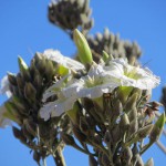 ...dafür aber mit Blüten