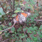 Unterseite des Falters