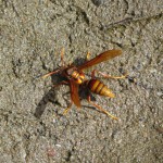 Eine Wespenart - 4 cm lang