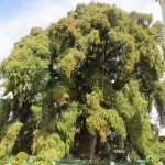 Árbol del Tule - Mexikanische Sumpzypresse