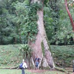 Yaxchilan - Baumriese auf dem Tempelgelände