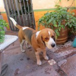 Mein Freund der Hund