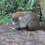 Weißrüssel-Nasenbär