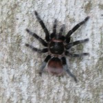 Tarantula ist...