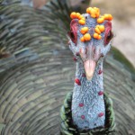Eine Vogelschönheit