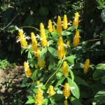 Blüten der Darjeeling-Tee-Pflanze