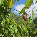Frucht der Kakaopflanze