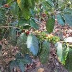 Coban - Kaffeefrüchte in einer Kaffeeplantage
