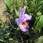 Orchidee