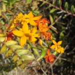 Mehr Orchideen
