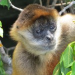 Spider monkey