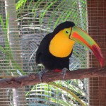 Tukan