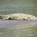 Krokodil