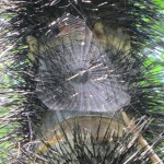 Palmenstamm mit Stacheln