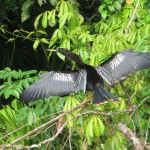 Schlangelhalsvogel  Männchen
