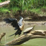 Schlangenhalsvogel