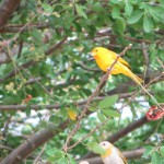 Bunte Vogelwelt