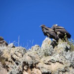 Kondore im Colca Canyon