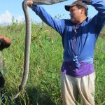Pampa - Zwei Meter Anaconda