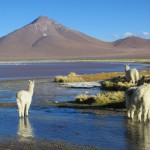 La Laguna Colorada