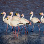 In den Lagunen suchen Hunderte von Flamingos nach Nahrung